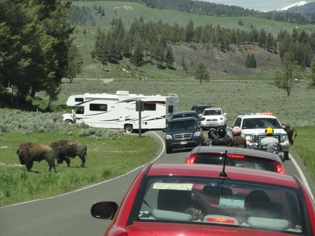 Yellowstone Traffic Jam