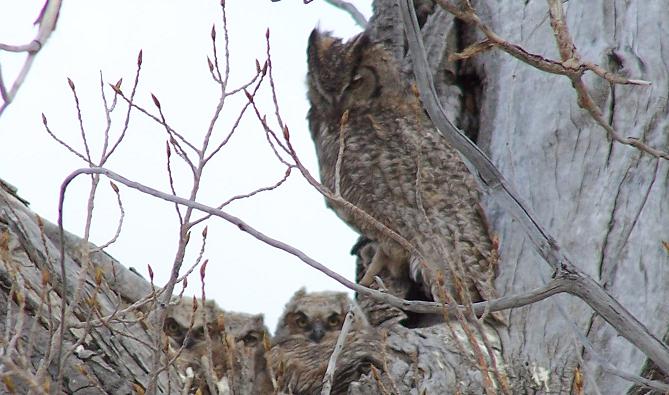 Dave-Deacon-Campground-Owls