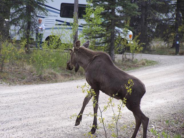 Day12_Moose