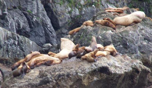 Day18_Sealions