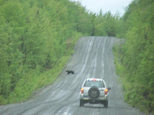 Day19_BearCrossing