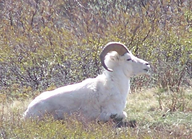 Day9_DallSheep